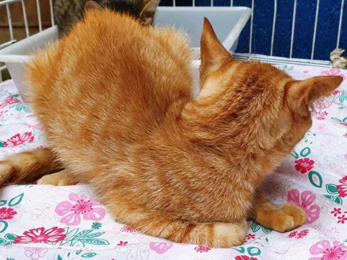 Gato ra a SRD idade 2 a 6 meses nome AMANDA LARANJA