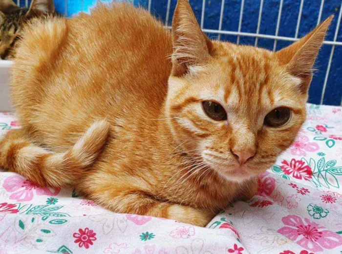 Gato ra a SRD idade 2 a 6 meses nome AMANDA LARANJA