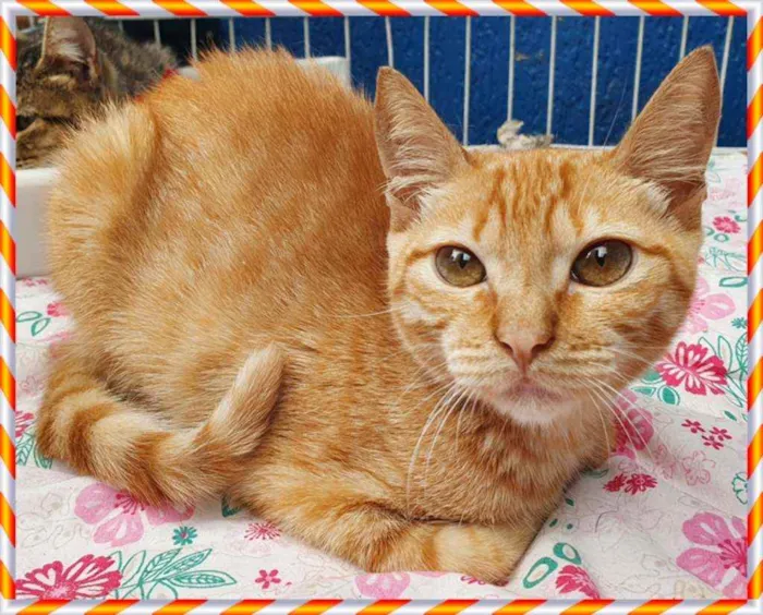 Gato ra a SRD idade 2 a 6 meses nome AMANDA LARANJA