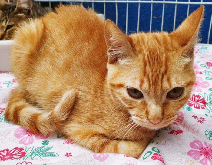Gato ra a SRD idade 2 a 6 meses nome AMANDA LARANJA