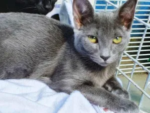 Gato raça SRD idade 2 a 6 meses nome MARIETA BLUE