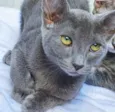 Gato raça SRD idade 2 a 6 meses nome MARIETA BLUE
