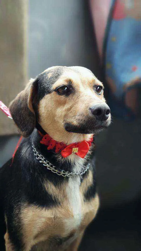 Cachorro ra a Srd idade 2 anos nome Xuxinha