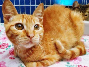 Gato raça SRD idade 2 a 6 meses nome AMANDA LARANJA