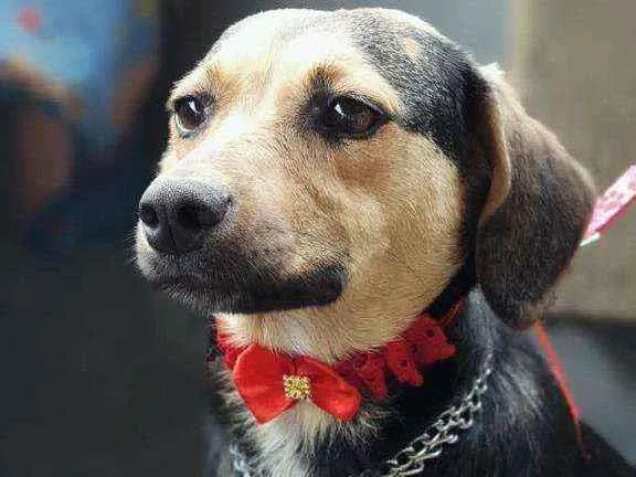 Cachorro ra a Srd idade 2 anos nome Xuxinha