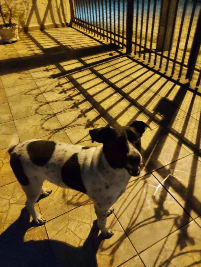 Cachorro ra a Vira lata com dalmata idade 3 anos nome Bilu