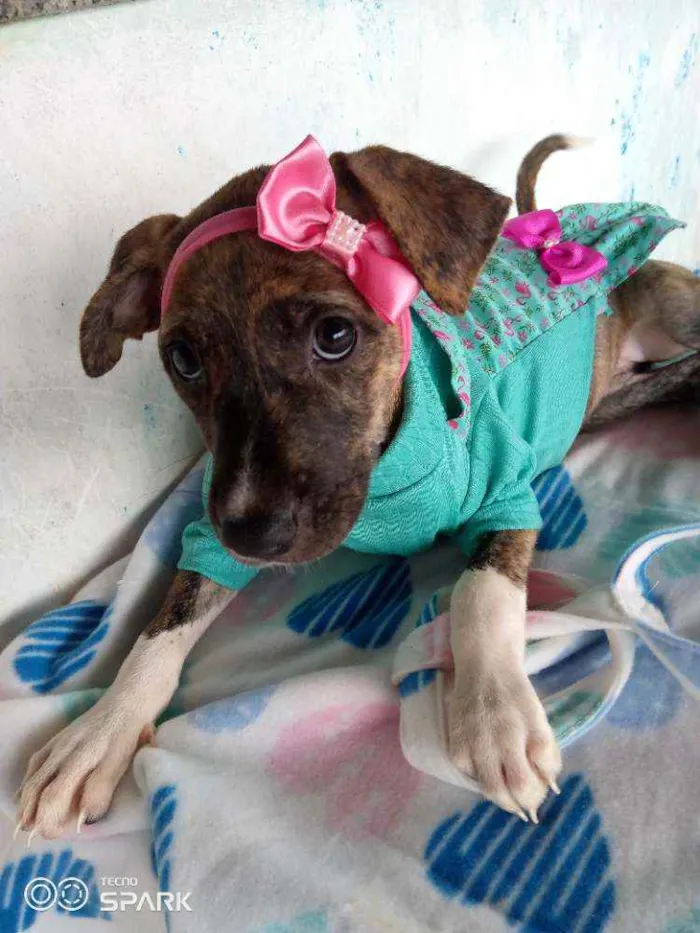 Cachorro raça Srd idade 2 a 6 meses nome Mila