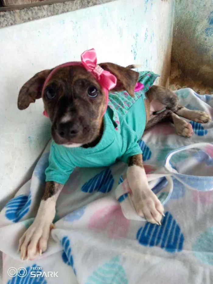 Cachorro raça Srd idade 2 a 6 meses nome Mila