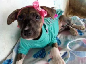 Cachorro raça Srd idade 2 a 6 meses nome Mila
