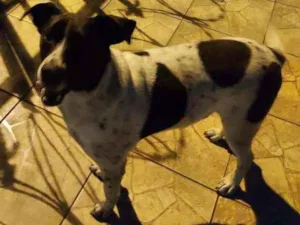 Cachorro raça Vira lata com dalmata idade 3 anos nome Bilu