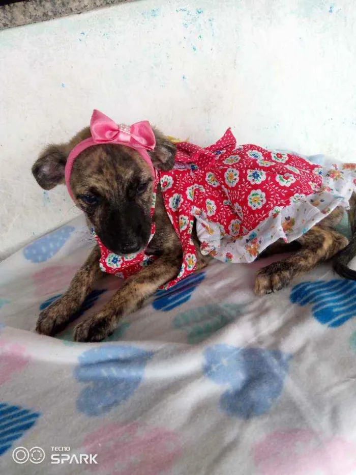 Cachorro raça Srd idade 2 a 6 meses nome Perola
