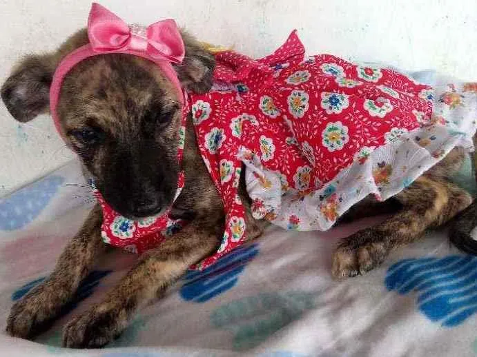 Cachorro raça Srd idade 2 a 6 meses nome Perola