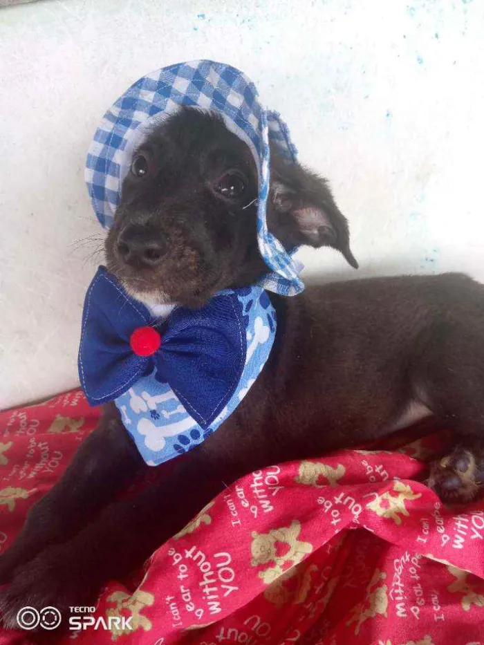 Cachorro raça Srd idade 2 a 6 meses nome Black