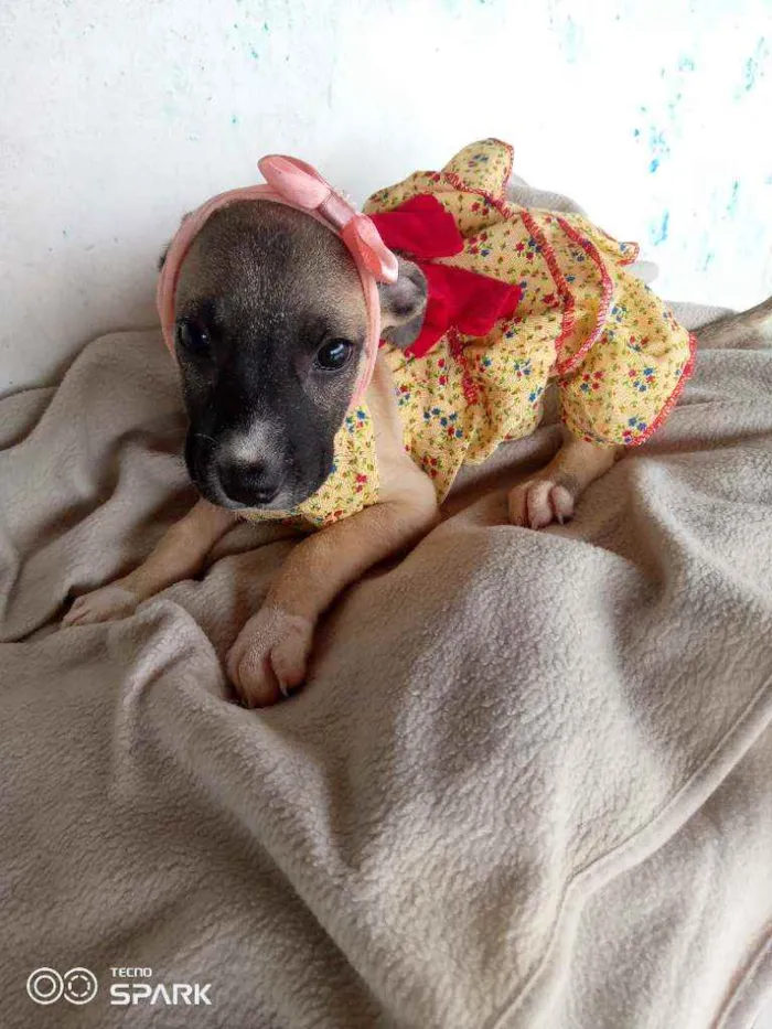 Cachorro raça Srd idade 2 a 6 meses nome Lady