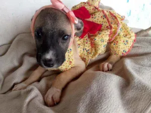 Cachorro raça Srd idade 2 a 6 meses nome Lady
