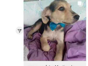 Cachorro raça Srd idade 2 a 6 meses nome Simba