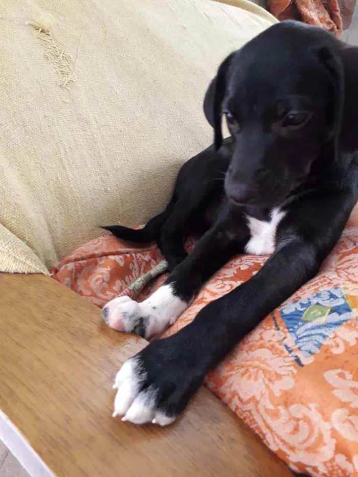 Cachorro ra a Srd idade 2 a 6 meses nome Filhote 3 meses 