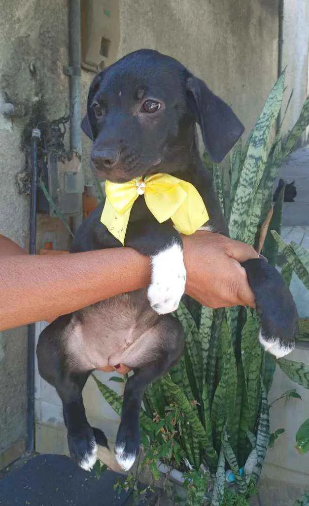 Cachorro ra a Srd idade 2 a 6 meses nome Filhote 3 meses 