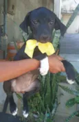 Filhote 3 meses