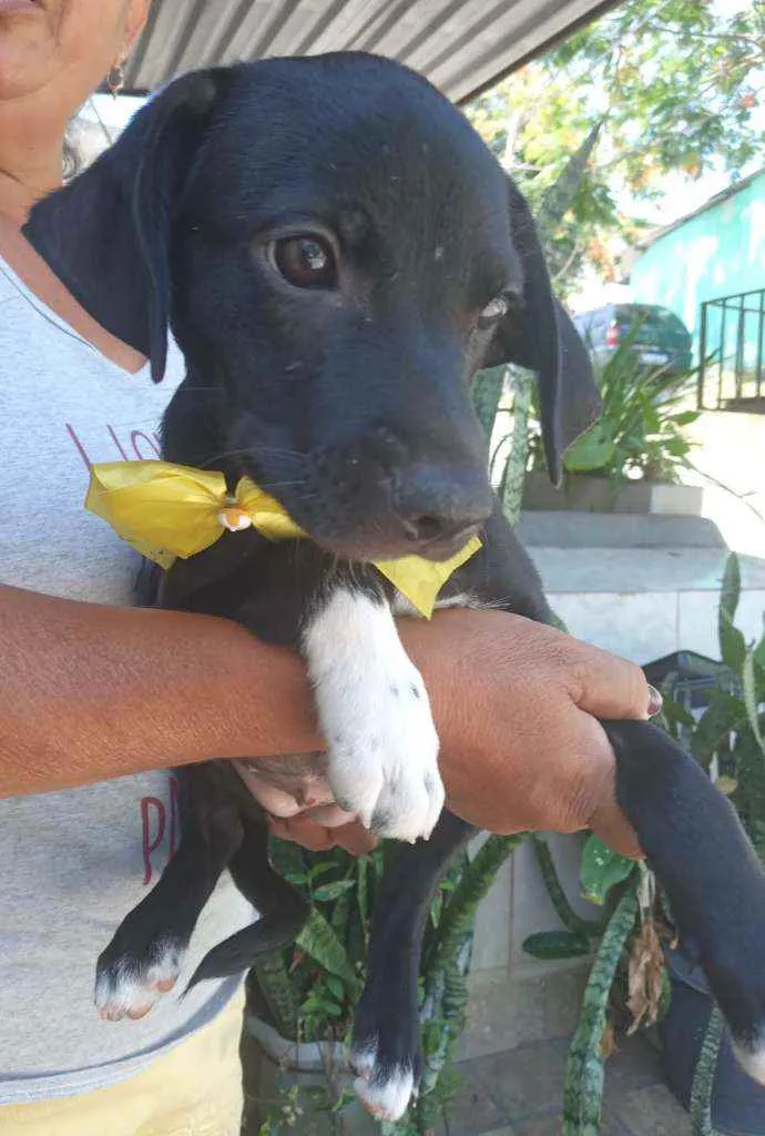 Cachorro ra a Srd idade 2 a 6 meses nome Filhote 3 meses 