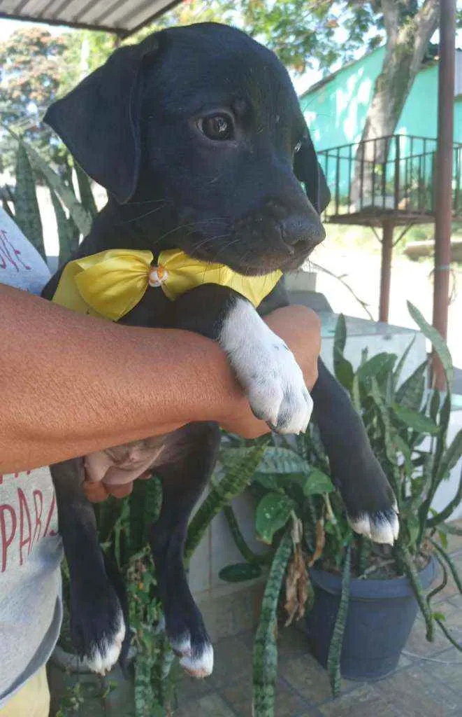 Cachorro ra a Srd idade 2 a 6 meses nome Filhote 3 meses 