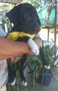 Filhote 3 meses