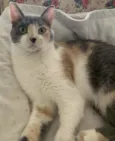 BISCUIT 