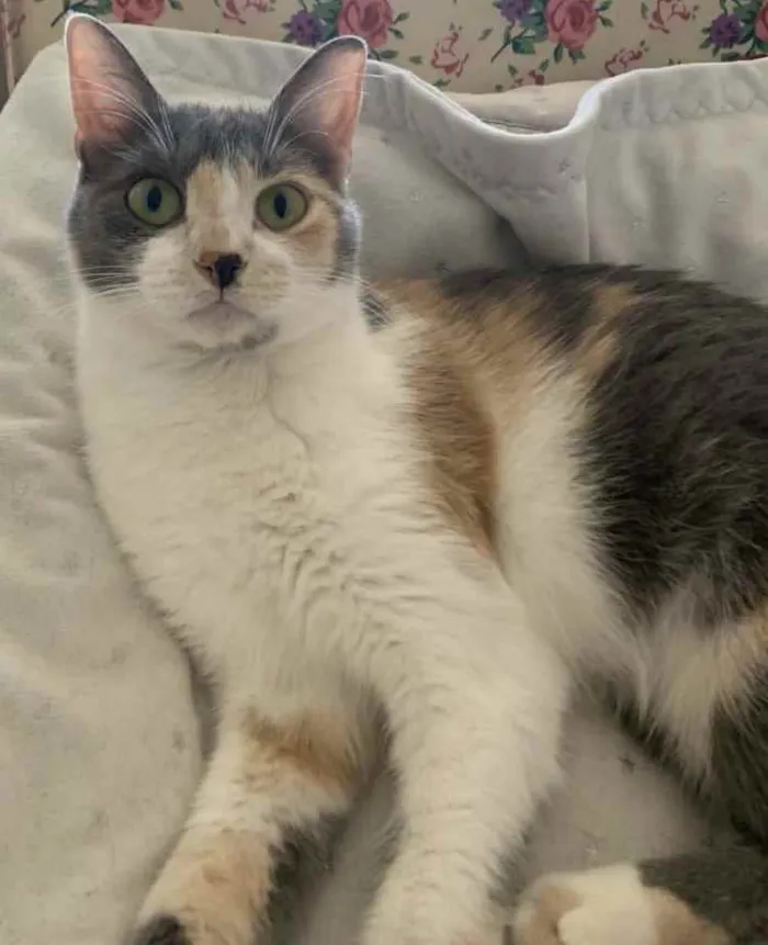 Gato ra a SRD idade 1 ano nome BISCUIT 