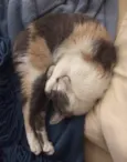 BISCUIT 