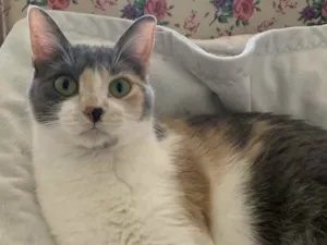 Gato raça SRD idade 1 ano nome BISCUIT 