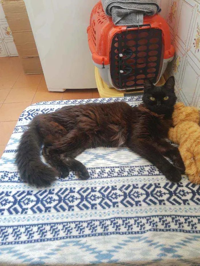 Gato ra a Srd idade 6 ou mais anos nome Keke