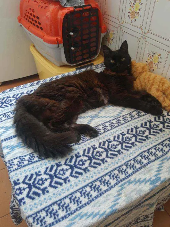 Gato ra a Srd idade 6 ou mais anos nome Keke