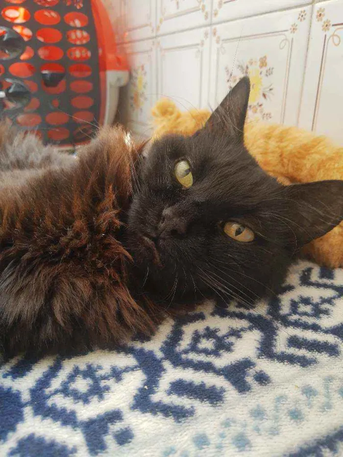 Gato ra a Srd idade 6 ou mais anos nome Keke