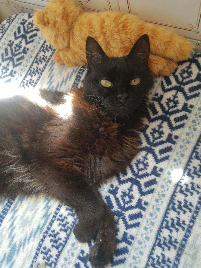 Gato ra a Srd idade 6 ou mais anos nome Keke