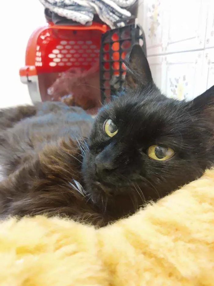 Gato ra a Srd idade 6 ou mais anos nome Keke