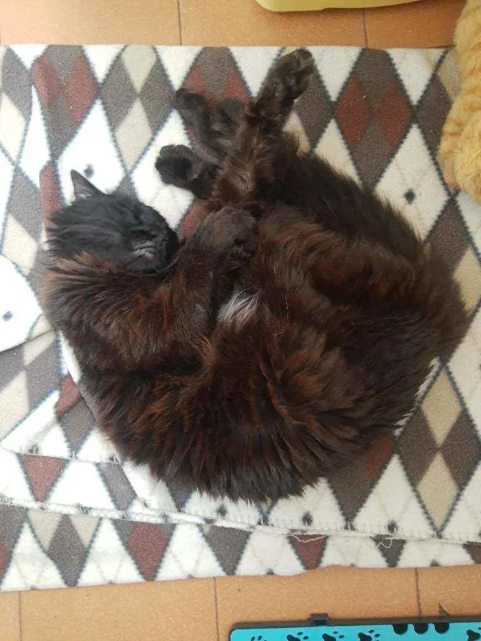 Gato ra a Srd idade 6 ou mais anos nome Keke