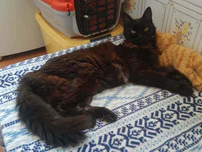 Gato ra a Srd idade 6 ou mais anos nome Keke