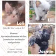 Loli, Lili e Jasmin