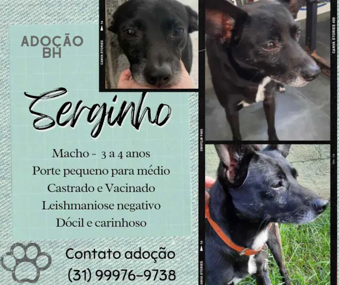 Cachorro raça Srd idade 3 anos nome Serginho