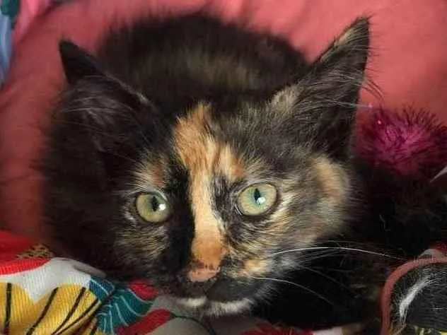 Gato ra a SRD idade 2 a 6 meses nome PAÇOCA
