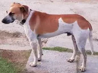 Cachorro ra a Mestiço  idade 3 anos nome Joe