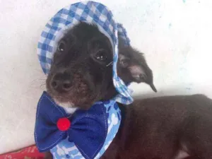 Cachorro raça Srd idade 2 a 6 meses nome Black