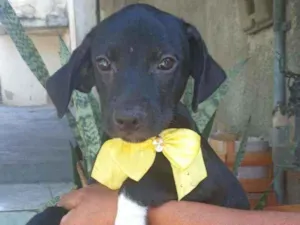 Cachorro raça Srd idade 2 a 6 meses nome Filhote 3 meses 