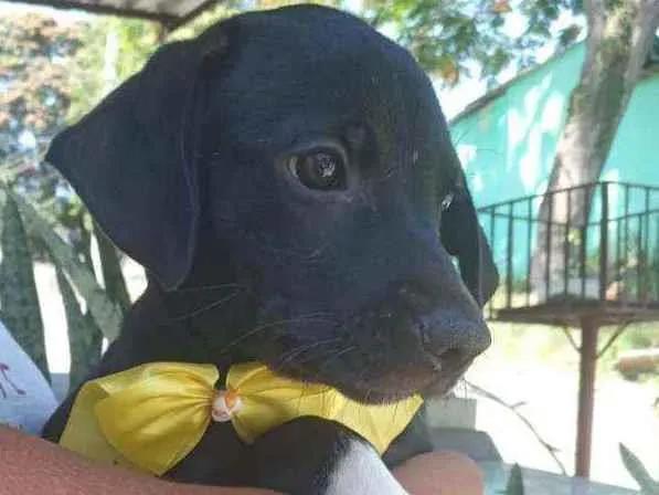 Cachorro ra a Srd idade 2 a 6 meses nome Filhote 3 meses 