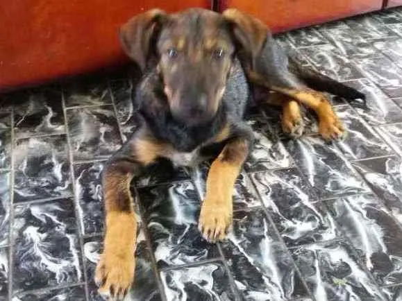 Cachorro ra a Srd idade 2 a 6 meses nome Joaquim