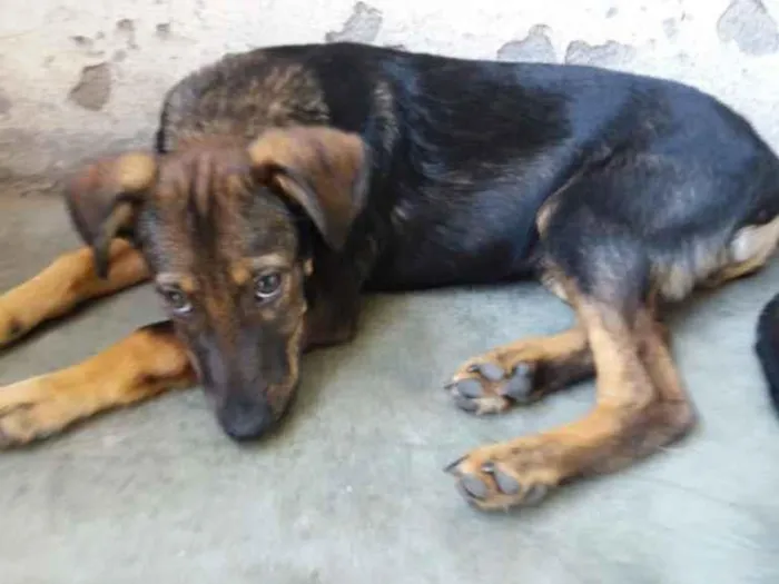 Cachorro ra a Srd idade 2 a 6 meses nome Joaquim