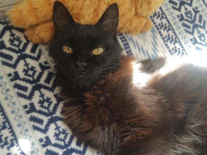 Gato ra a Srd idade 6 ou mais anos nome Keke