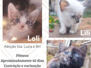 Gato raça Srd idade Abaixo de 2 meses nome Loli, Lili e Jasmin