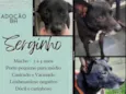 Serginho