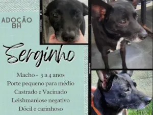 Cachorro raça Srd idade 3 anos nome Serginho